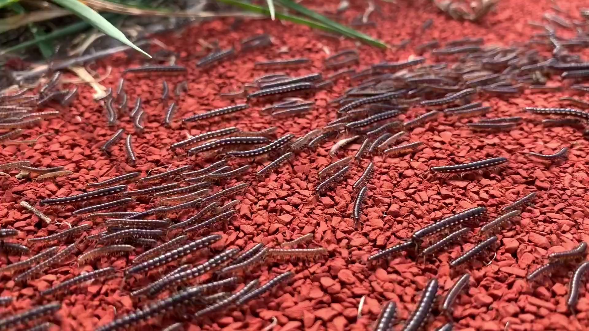 马陆群体活动密集恐惧者慎点