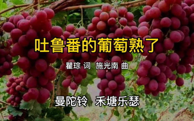 曼陀铃《吐鲁番的葡萄熟了》
