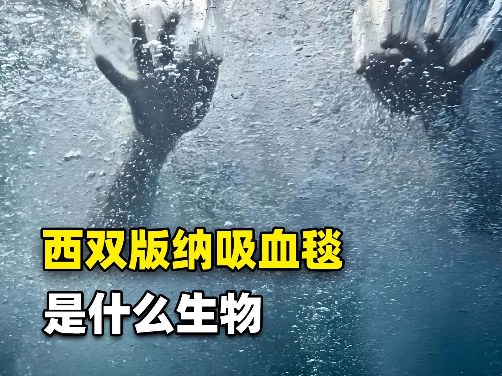 传说西双版纳河里有"吸血毯",会把人拖下水,究竟是什么生物?