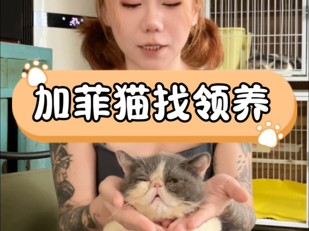 性格超级好的加菲猫哔哩哔哩bilibili