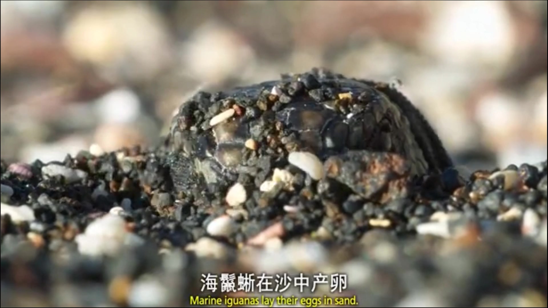 [图]火山下的残酷生存法则