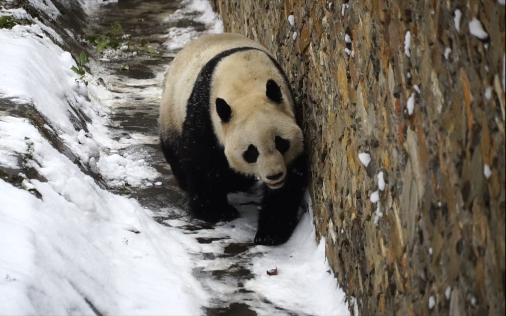 【大熊猫冰冰】迎面走来 冰冰妹儿好久不见