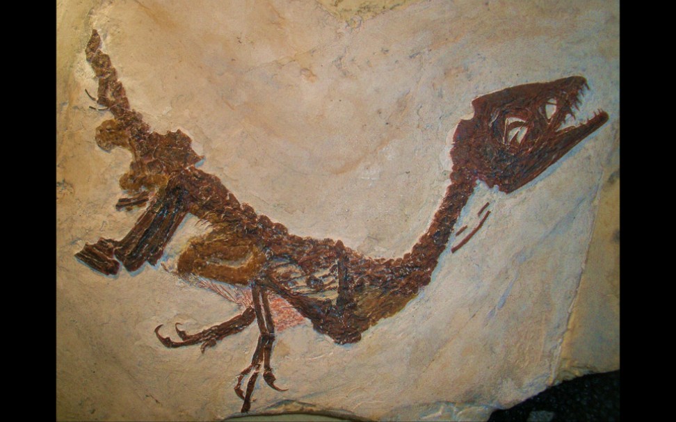 咆哮的小恐龙:棒爪龙的故事(the tiny dinosaur that roared: the