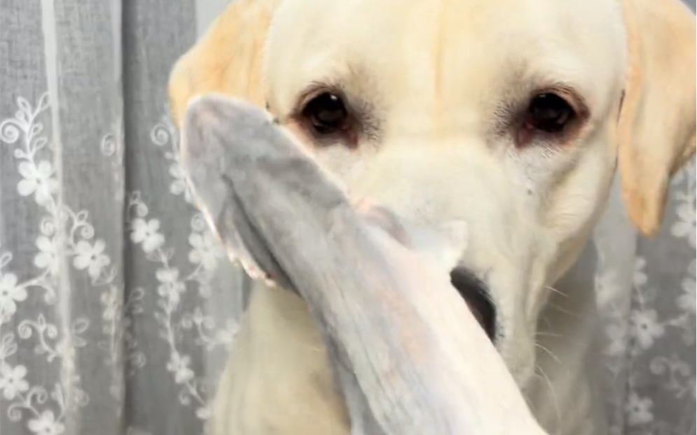 狗狗磨牙冻干鲨鱼