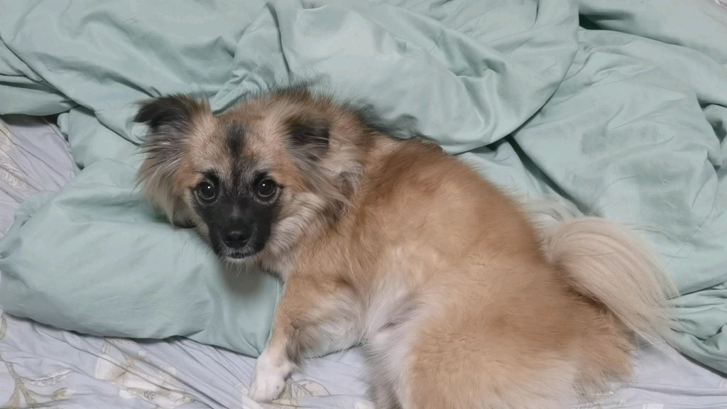 豆豆是“凶猛”的西藏猎犬哦,补上上个月在沙滩的视频哔哩哔哩bilibili