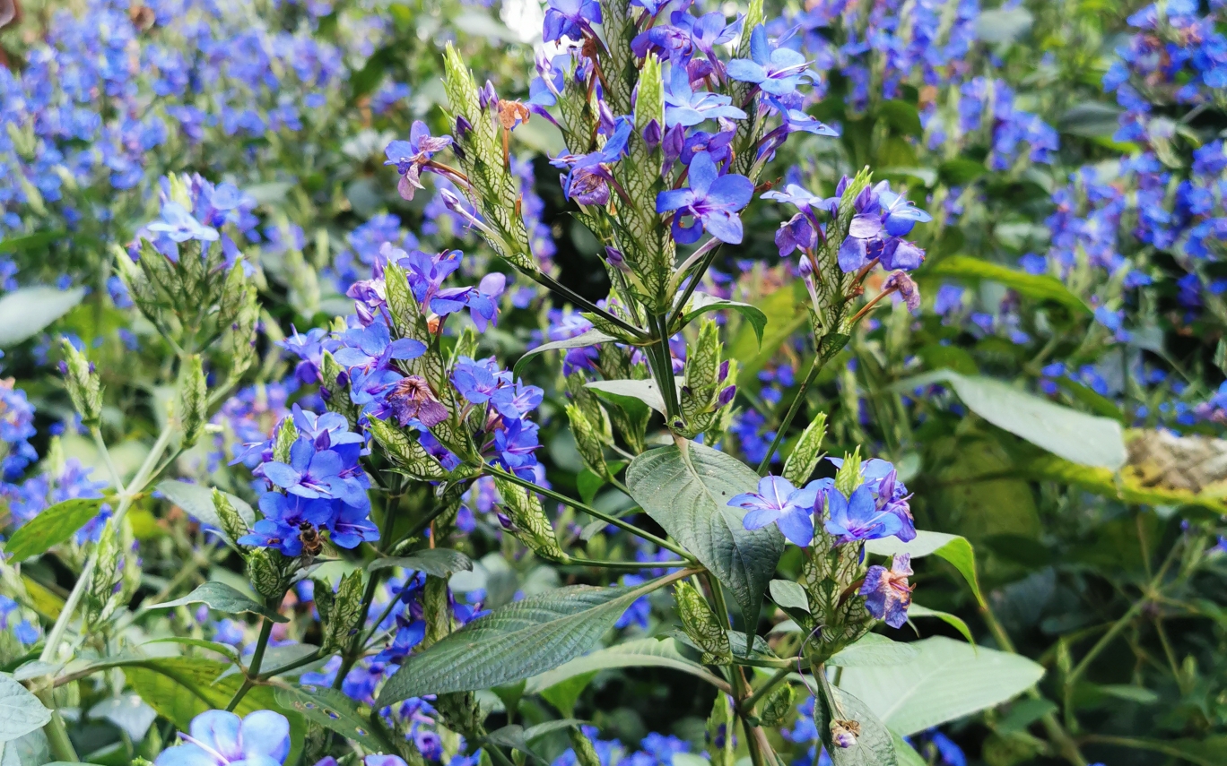 恩上湿地公园的喜花草