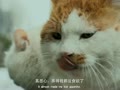 【胖虎日记】【喵片】哔哩哔哩bilibili