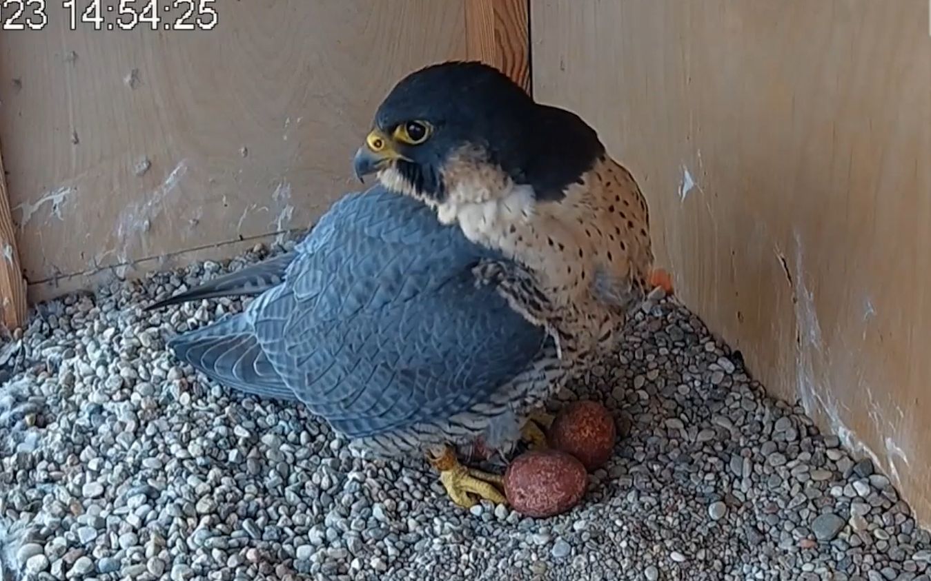 这一窝游隼进展比较快,已经产下三枚蛋了