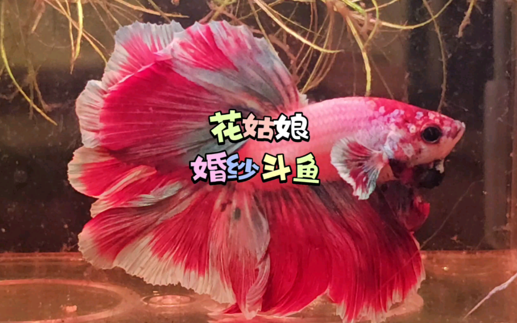 紫蝶幻彩马卡龙半月斗鱼