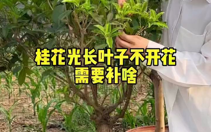 【花卉】桂花光长叶子不开花,什么原因?哔哩哔哩bilibili