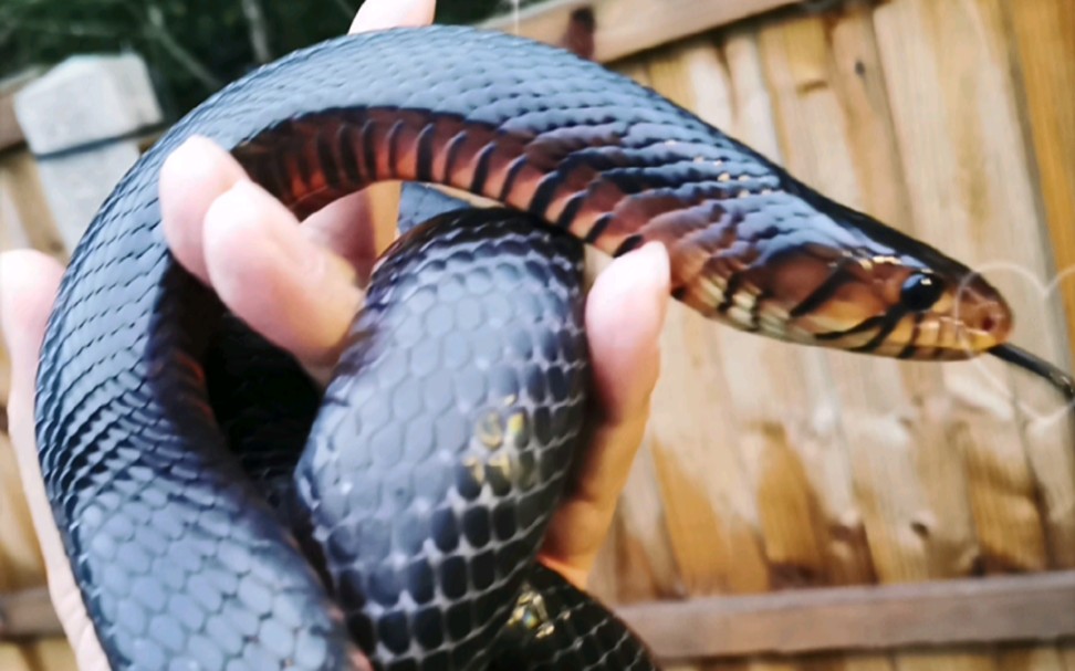 红脸红腹东部森林王蛇 森王蛇 东森 王蛇_哔哩哔哩_bilibili