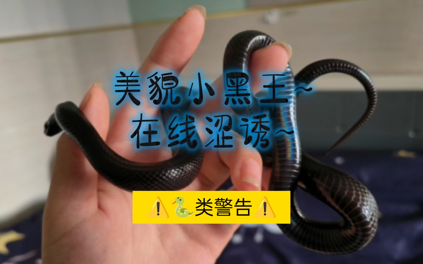 【宠物蛇】【黑王蛇shadow】第一次出来遛弯!