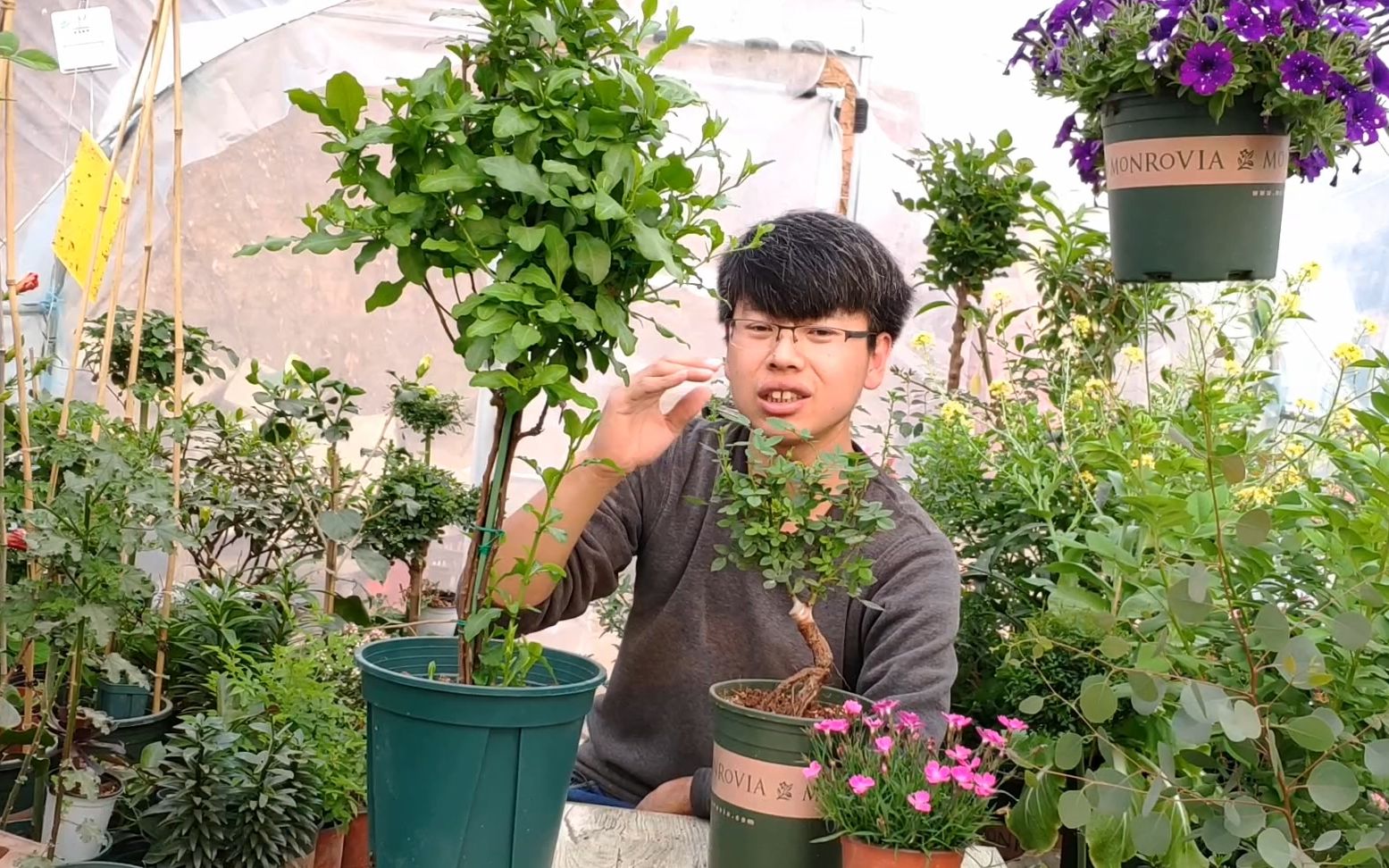 盆栽花卉生了病虫害,喷药没效果?加点橘皮精油,药效大幅提高哔哩哔哩bilibili