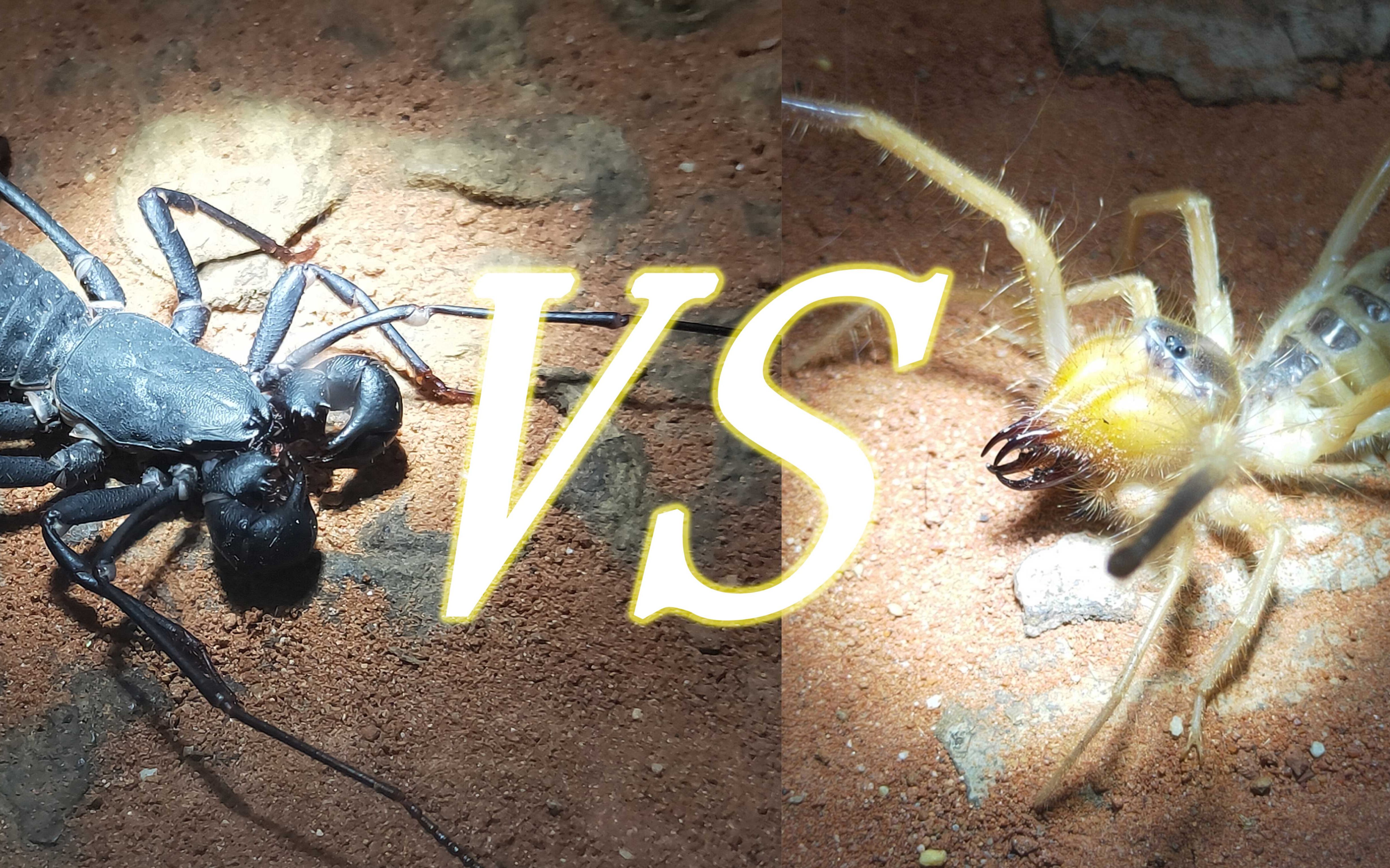 鞭蛛vs鞭蝎图片