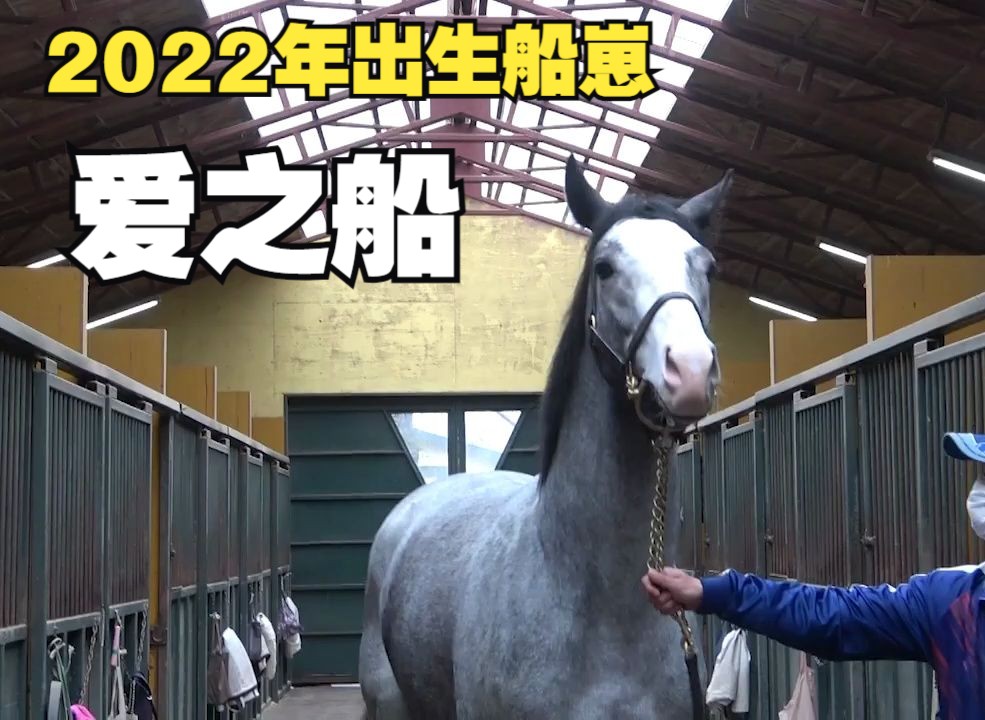 【黄金船产驹】芦毛大白条 爱之船=シップオブラヴ 步样