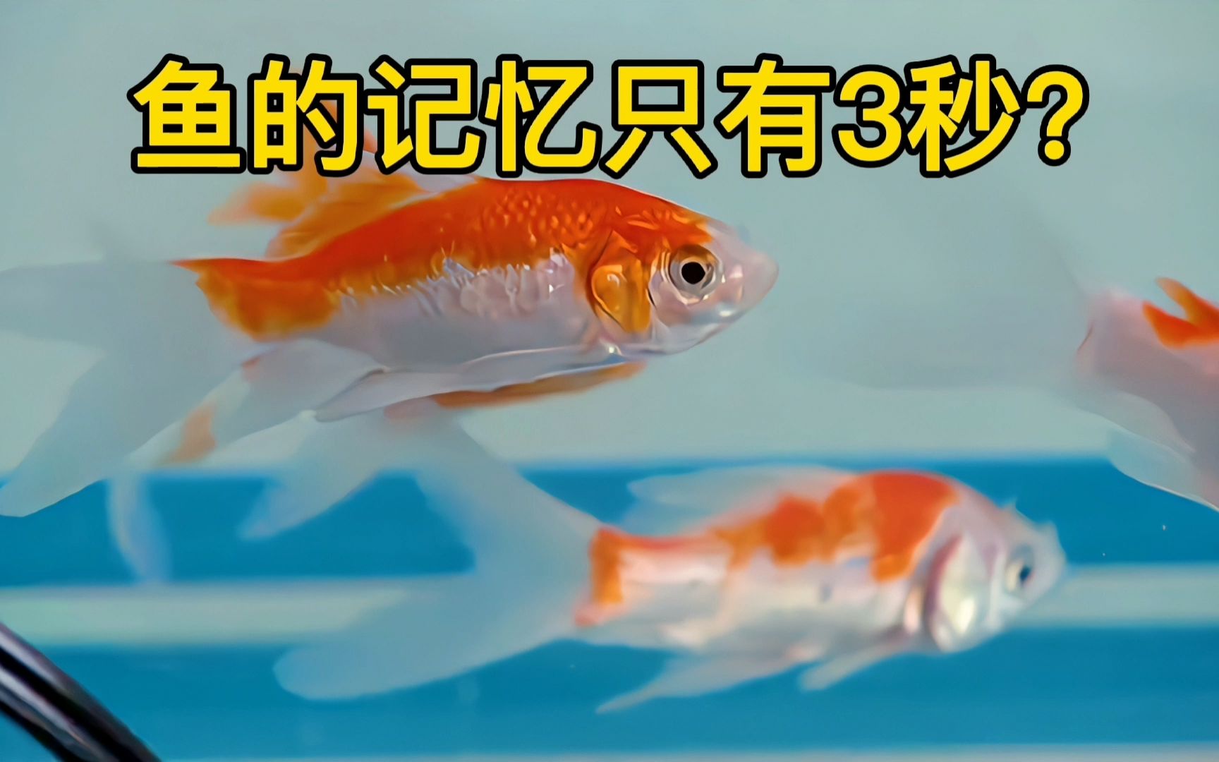 鱼的记忆只有3秒,这是真的吗?_哔哩哔哩_bilibili