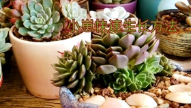 多肉花芽处理方法 哔哩哔哩 つロ干杯 Bilibili