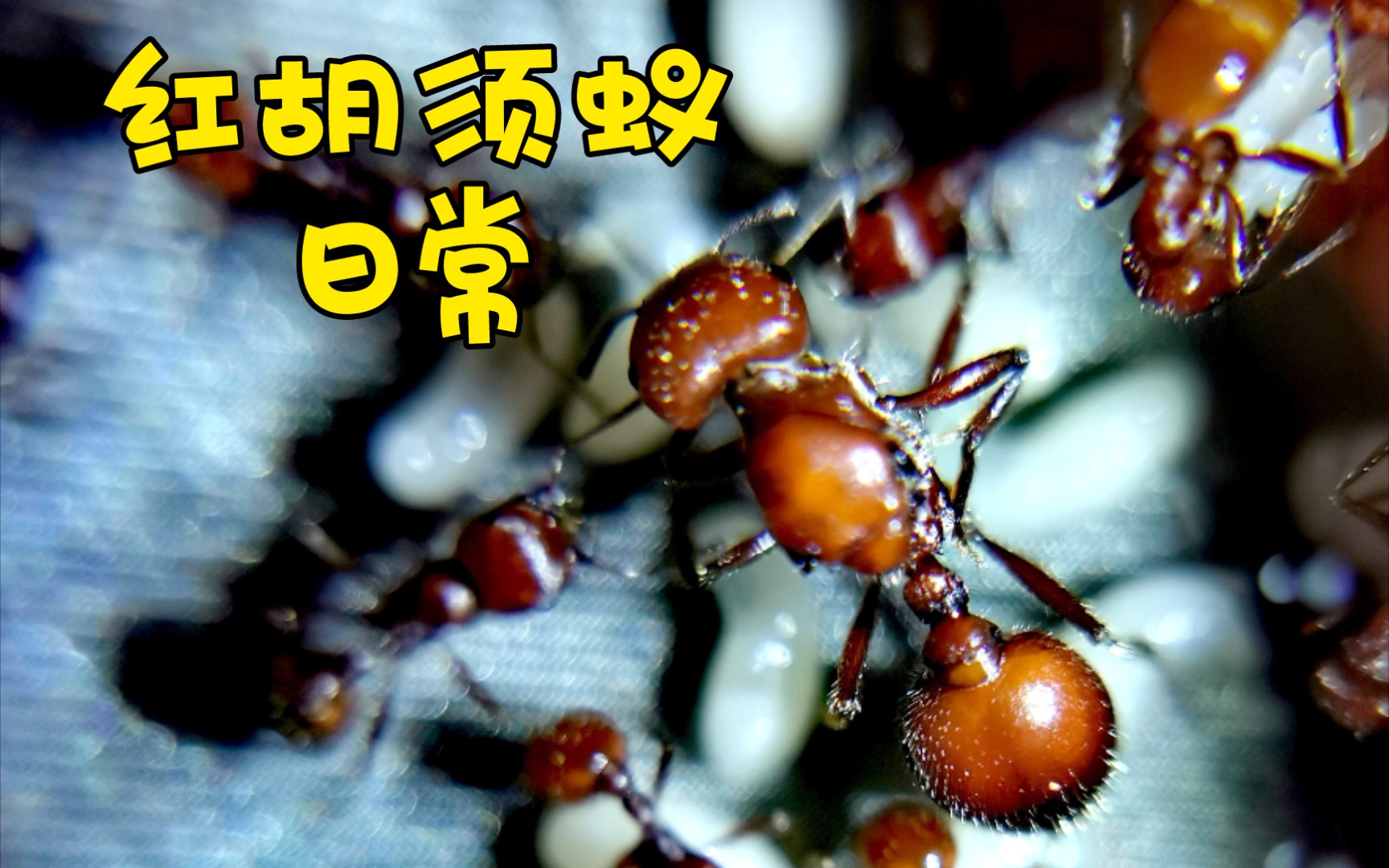 大蚊子养蚂蚁【红胡须蚁日常】
