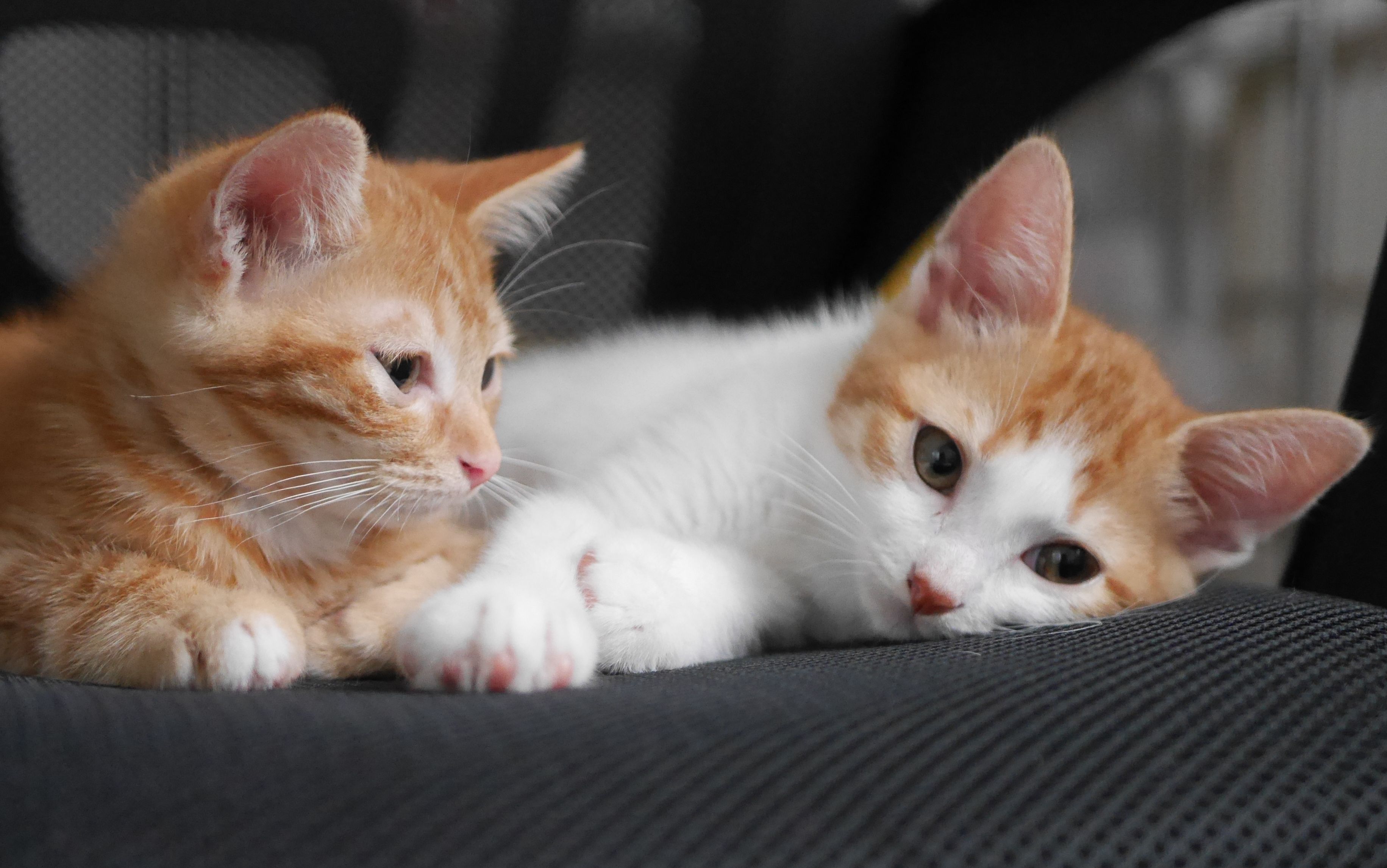 萌爪小奶猫的一天要做些什么呢