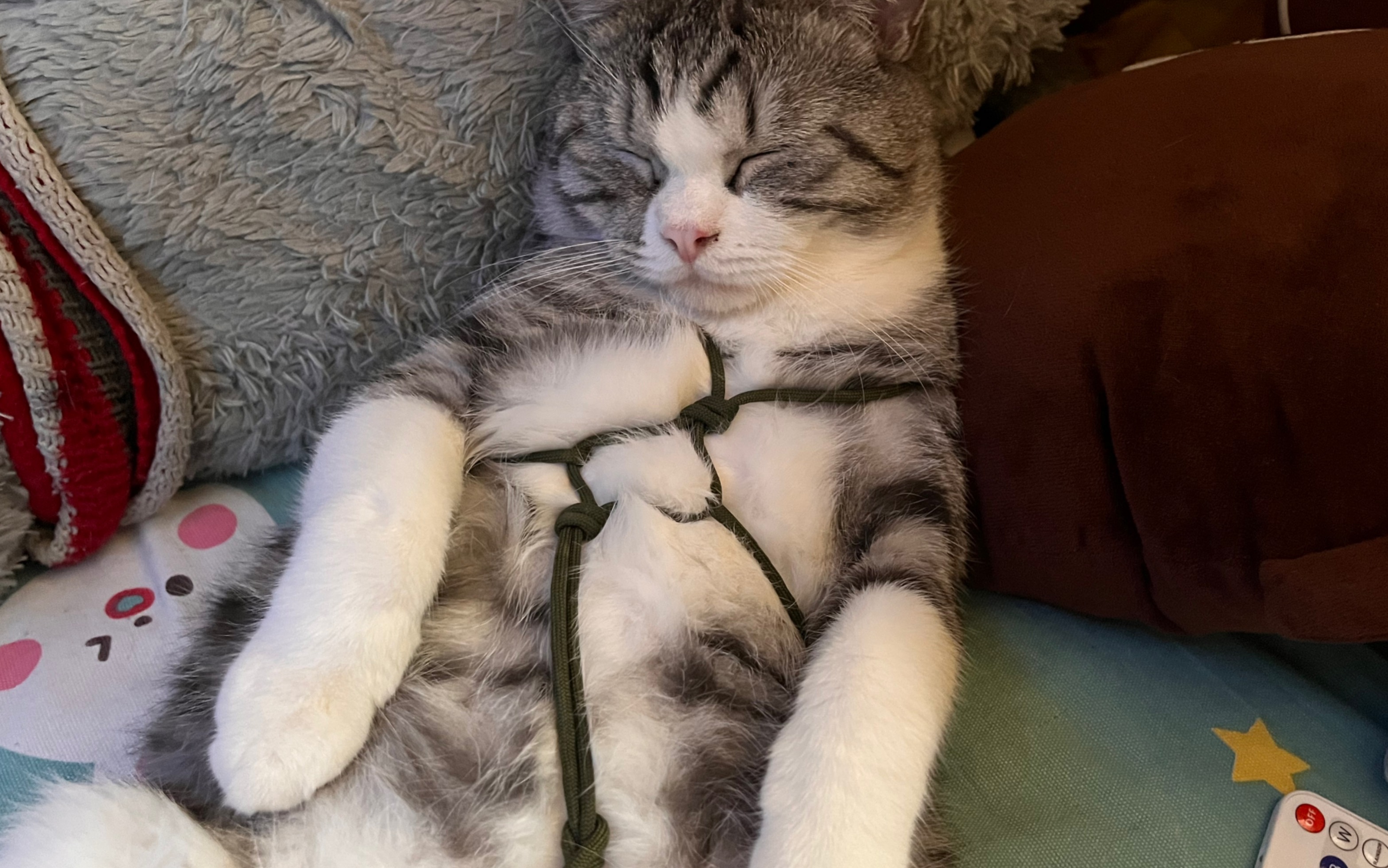 小猫咪为了主人把自己捆绑起来
