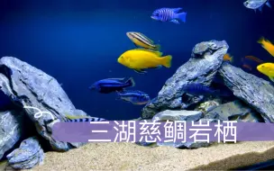 下载视频: 新手开缸三湖慈鲷岩栖，随便造景，给点躲避的地方，一共13条鱼，猜猜花费多少？