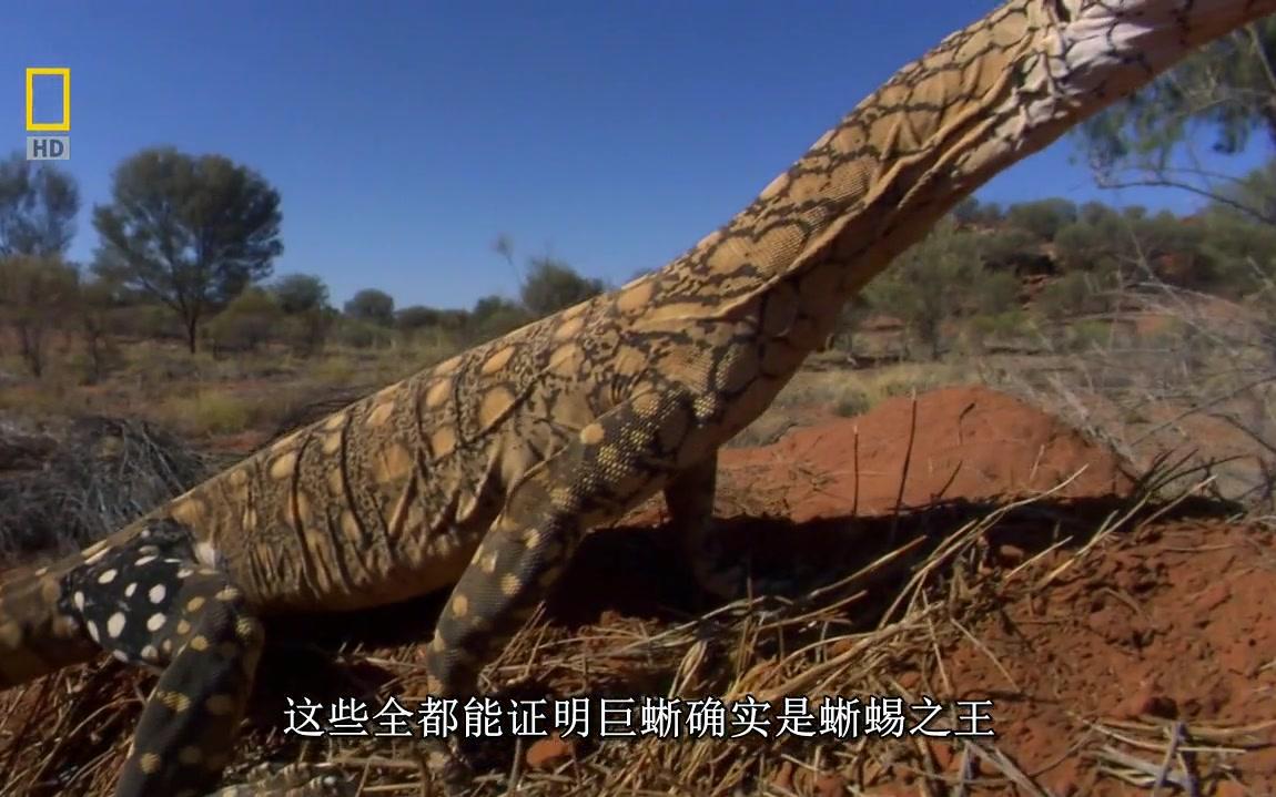 中文字幕蜥蜴之王lizardkings
