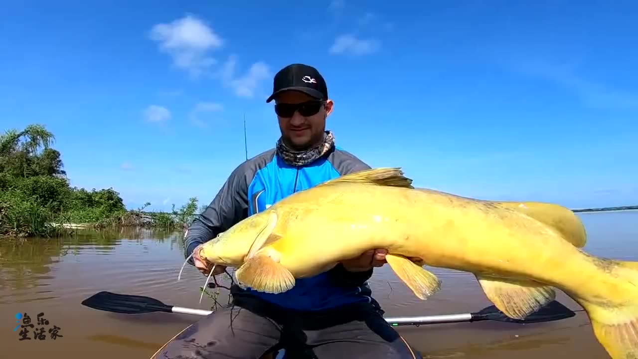 渔乐生活家:金色大鲶鱼,太稀有,转个圈就放流了