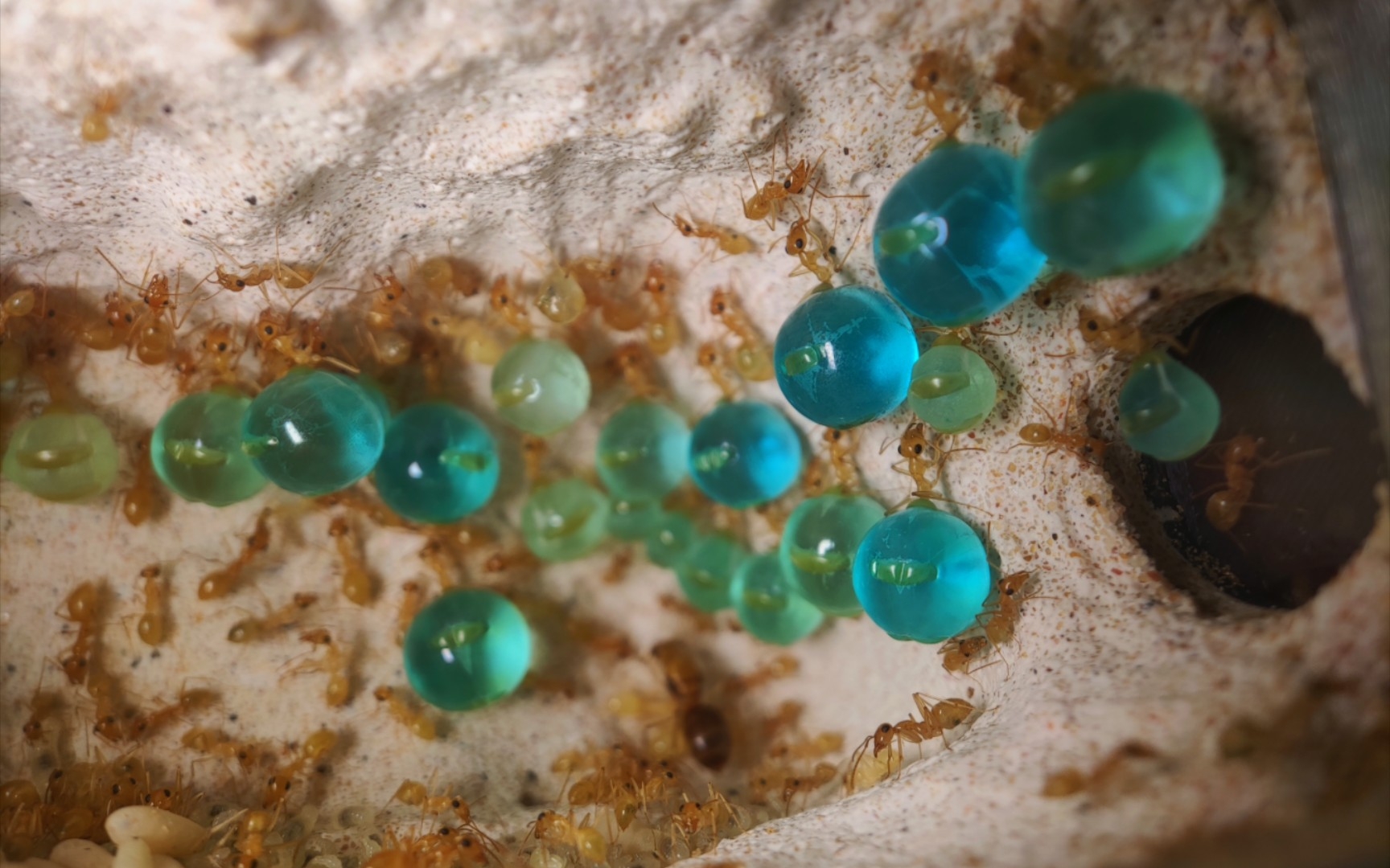 纳瓦霍蜜罐蚁纪念视频