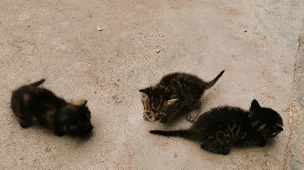 [图]新增三只可爱小猫咪