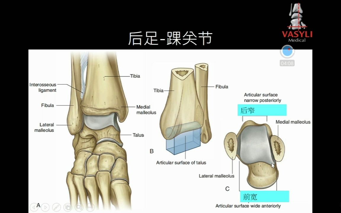 足部功能解剖(1)哔哩哔哩bilibili