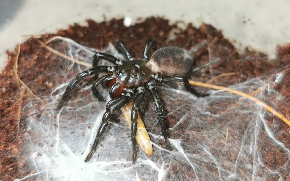 湖南产某红牙大疣蛛小苗捕食