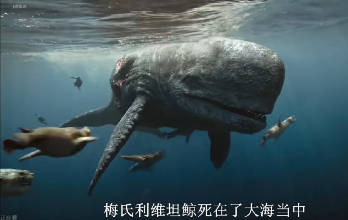 梅氏利维坦鲸死在了大海当中,被巨齿鲨给弄死了