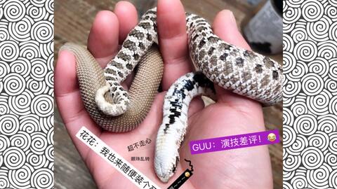 【猪鼻蛇】黑黑白白50 50555051可可爱爱{北极h白}