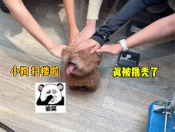 Download Video: 小狗扫楼，是种什么体验？