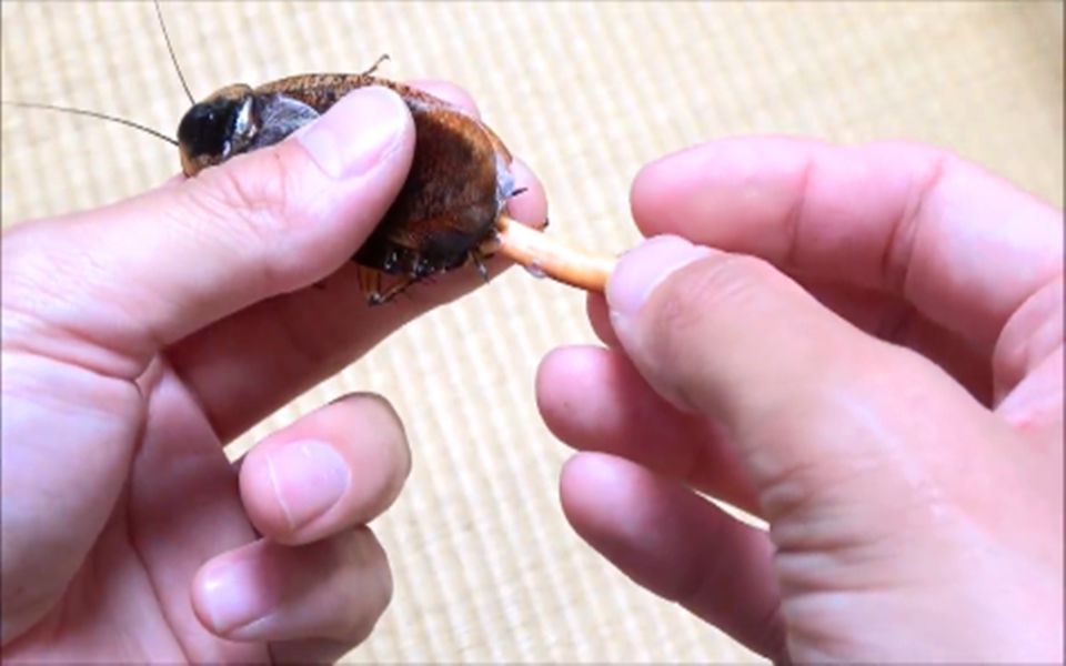 徒手帮蟑螂挤出卵荚,爽!