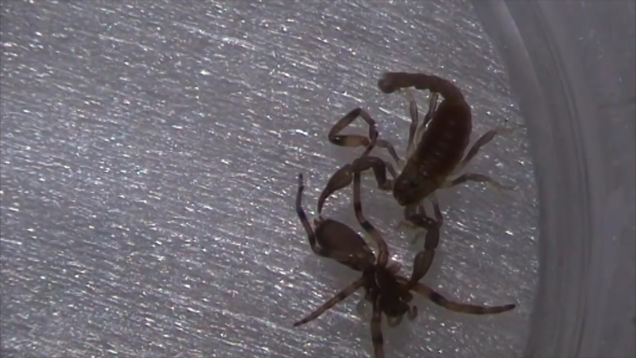 youtube白尾毒蛛vs蝎子