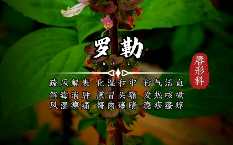 世间上有一种植物,因人们对其珍爱,唤作“金不换”!也叫它九层塔,它的中文名叫作罗勒!种子就是中药材光明子.罗勒是药食同源的一种植物!哔哩...