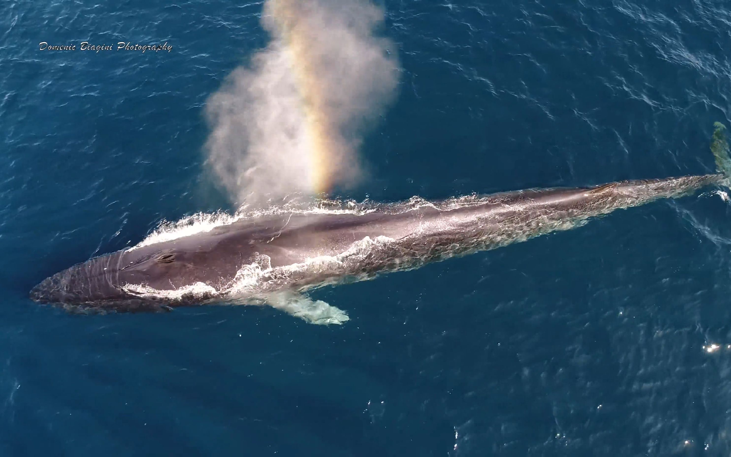 第二大巨兽的回归:150只长须鲸在南极聚餐