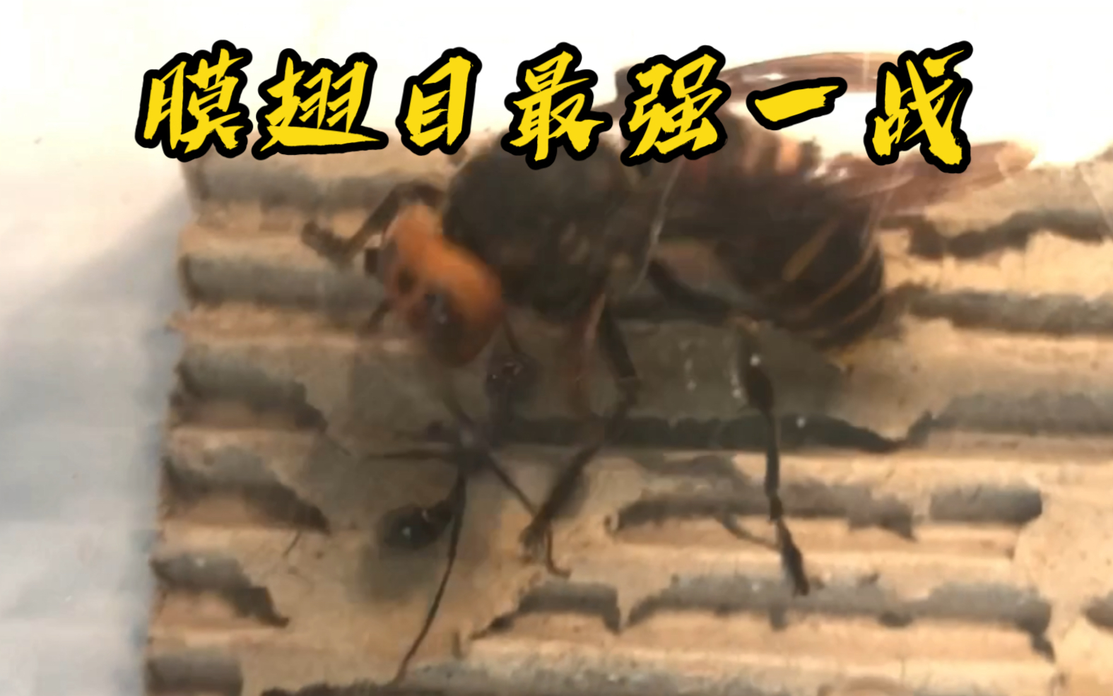 【膜翅目王者之争】金环胡蜂(V. mandarinia)VS 梨形牛蚁(M. pyriformis)哔哩哔哩bilibili