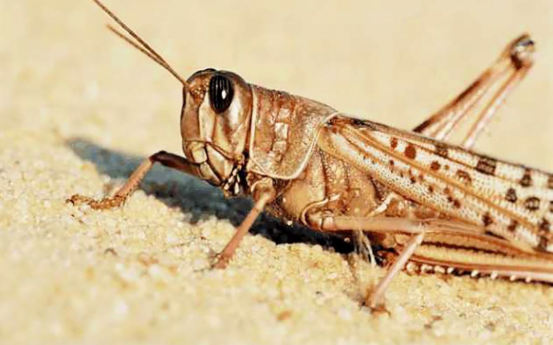 中国截获"啥都吃"的沙漠蝗,来多少吃多少,你敢么?