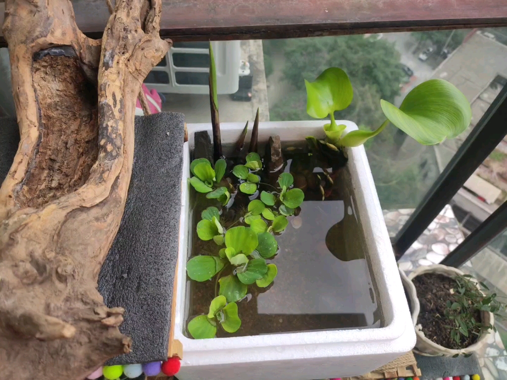 一家人泡沫箱diy流水鱼缸.