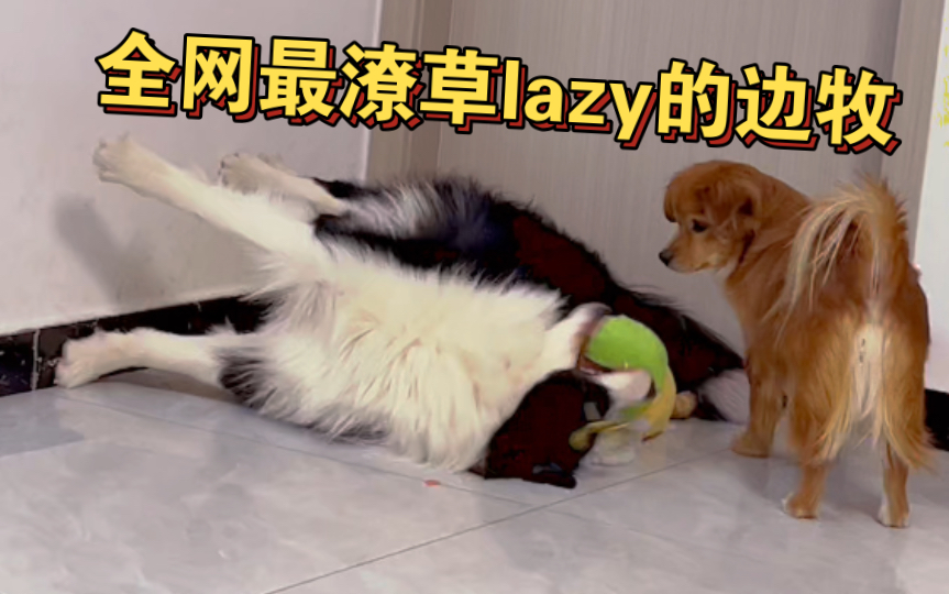 挑战全网最潦草lazy的边牧哔哩哔哩bilibili