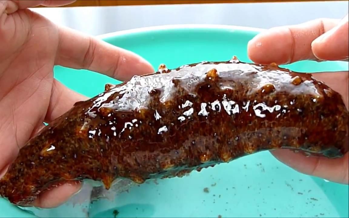 吃日本食物生海参多汁慎入