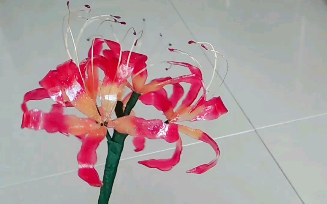 【热缩片】彼岸花