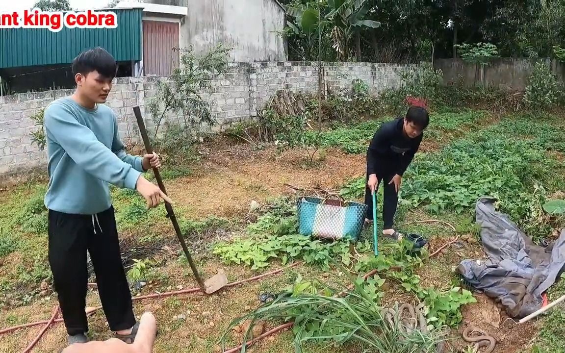 家门口的菜地里都是蛇窝 已经到了不除蛇无法生活的地步哔哩哔哩bilibili