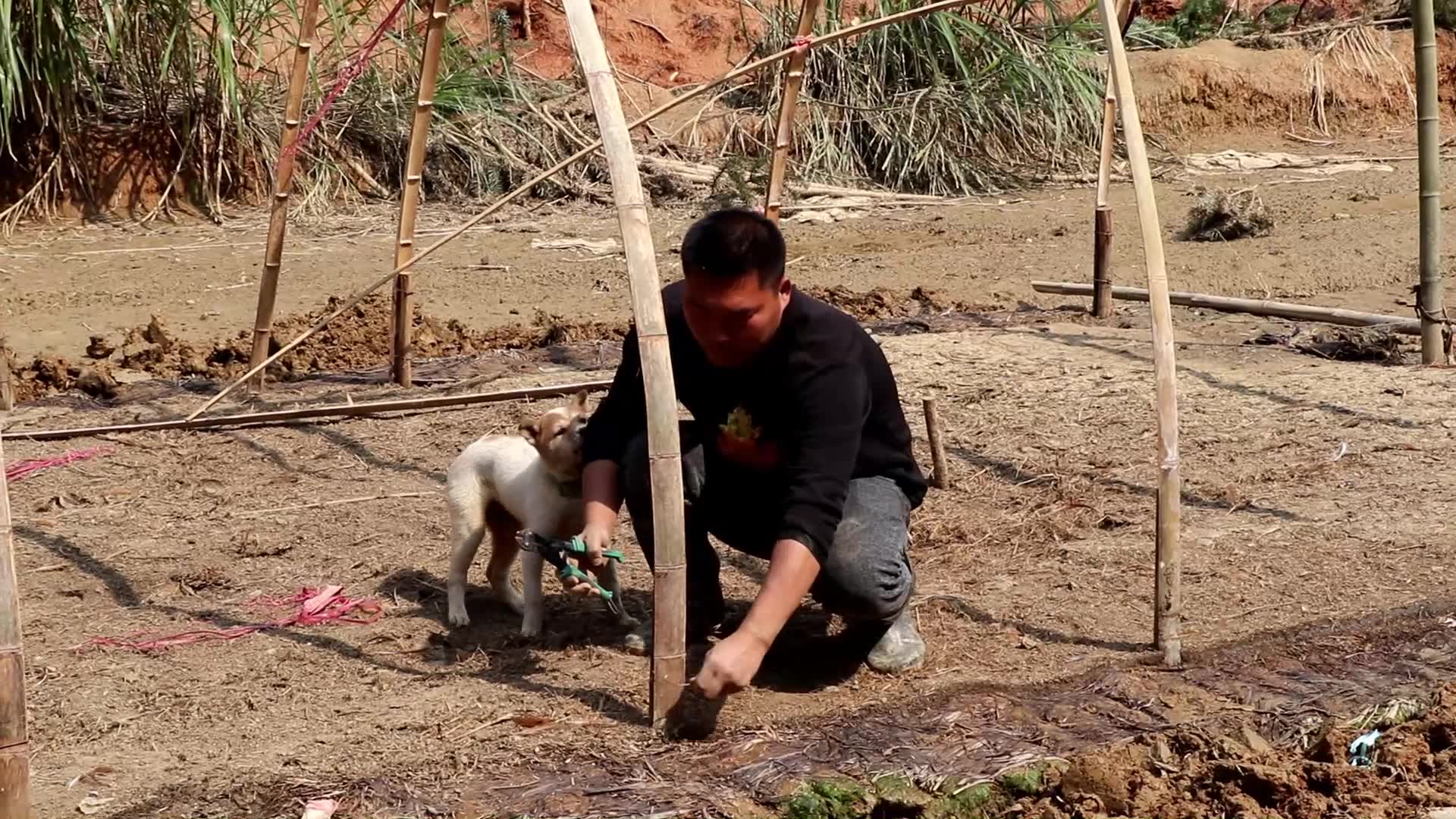 [图]胖哥带着小白，把幸幸苦苦搭建的鸡棚拆了，农民大叔好种田