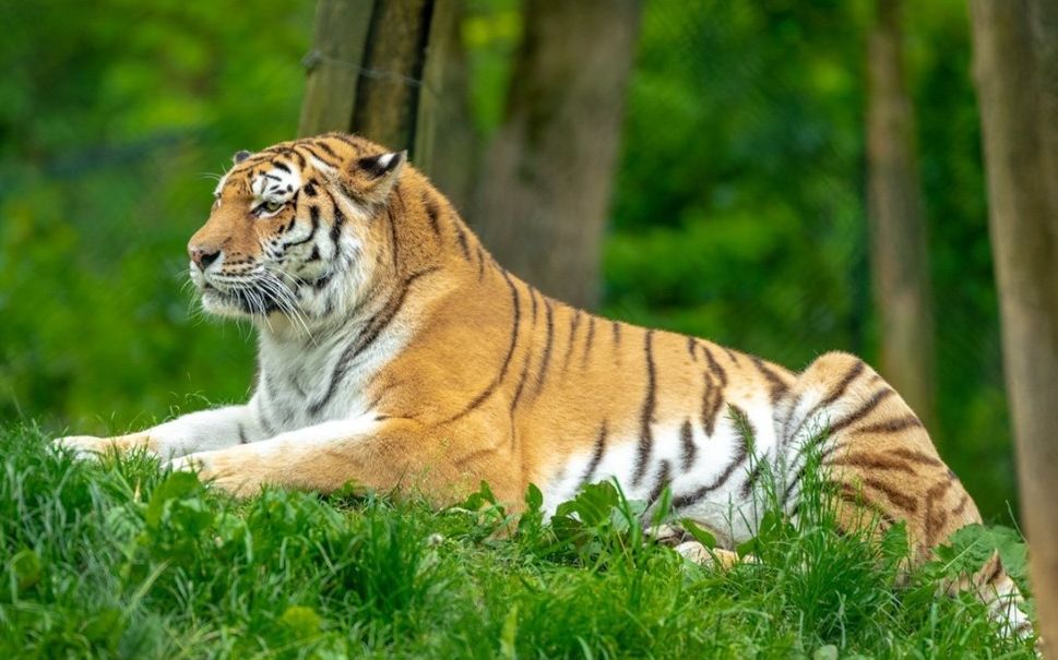 2019年拍到的野生雌性东北虎带崽