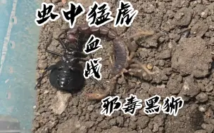 Download Video: 【饿虎噬狮】暴君大王虎甲vs黑粗尾蝎