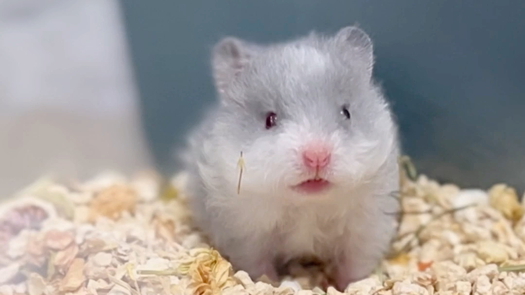 阔脸肥腮蓝显斑 ,萌化小奶熊.