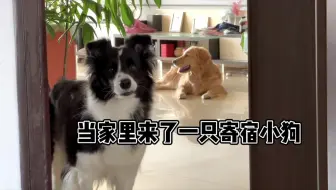 边牧接待金毛客人！又递玩具又舔毛，还说主人坏话